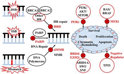 Limitations of homologous recombination status testing and poly (ADP-ribose) polymerase inhibitor treatment in the current management of ovarian cancer